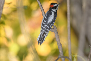 A downey woodpecker perched on a bracnh with fall colors in the background.