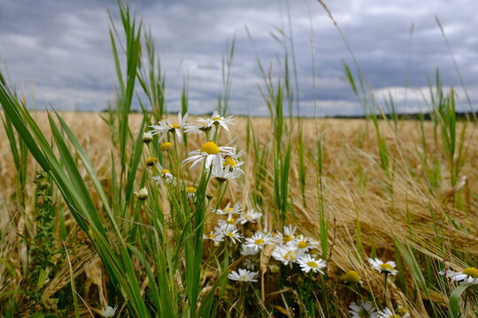 Margaritten