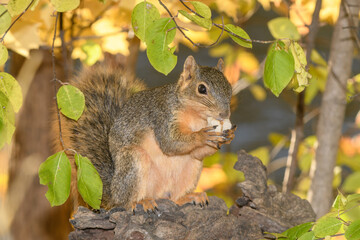 A squirrel eating while surrounded by a fall background.