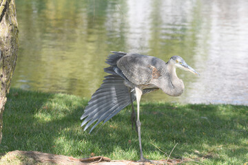 A blue heron standing under a tree by water.