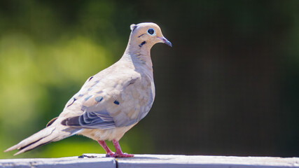 Dove