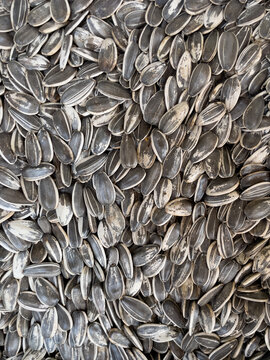 Sunflower seeds. The common sunflower (Helianthus annuus) is a species of large annual forb of the genus Helianthus.