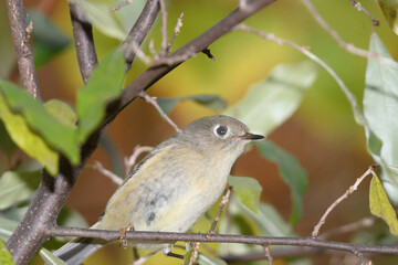 A ruby crowned kinglet perched on a bracnh with fall colors in the background.