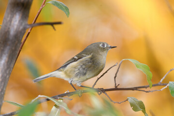 A ruby crowned kinglet perched on a bracnh with fall colors in the background.