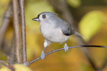 A titmouse bird perched in a tree with a fall background.