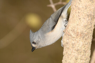 A titmouse bird perched in a tree with a fall background.