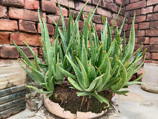 broken part of old aloe vera plant with looking his soil and roots