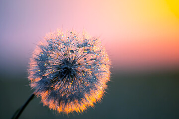 dandelion on the background of the setting sun. Nature and floral botany - Powered by Adobe