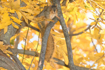A squirrel posing by a tree surrounded by a fall background.