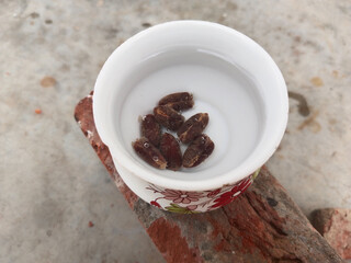 Soaking dates seeds in water before planting. How to plant seeds Concept