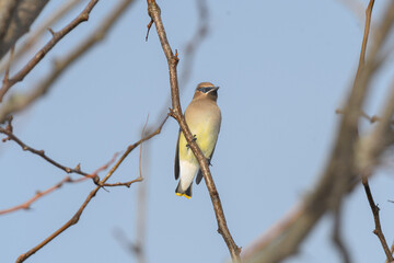 A cedar waxwing perched on a bracnh with fall colors in the background.
