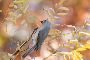A titmouse bird perched in a tree with a fall background.