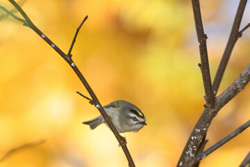 A ruby crowned kinglet perched on a bracnh with fall colors in the background.