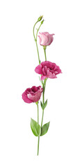 Obraz premium Beautiful pink eustoma flower (lisianthus or prairie gentian) on stem with buds isolated on white background close-up