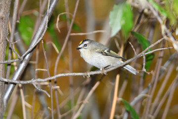 A ruby crowned kinglet perched on a bracnh with fall colors in the background.