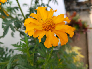marigold flower in a outdoor garden on white background