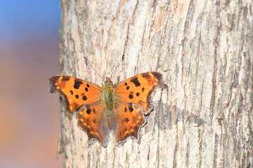 Fototapeta na wymiar A orange butterfly during the fall.