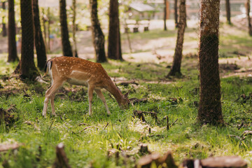 Whitetail fawn up close. Baby deer Bambi in the grass in summer on a Sunny day selective focus