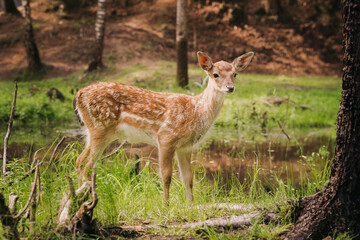 Naklejka na ściany i meble Whitetail fawn up close. Baby deer Bambi in the grass in summer on a Sunny day selective focus