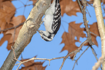 A downey woodpecker perched on a bracnh with fall colors in the background.
