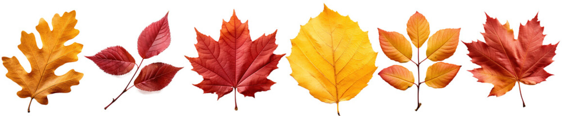 Autumn leaves. Collection of multicolored fallen autumn leaves isolated on transparent background