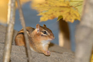 A chipmonk during the fall.