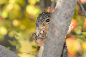 A squirrel eating while surrounded by a fall background.
