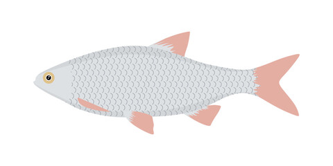 Rudd fish vector. Flat illustration of redfin isolated on white background. Rudd or redeye fish of the carp family. Freshwater fish in cartoon style. Vector illustration