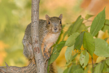 A squirrel posing by a tree surrounded by a fall background.