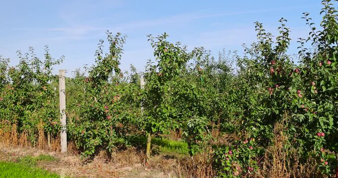 apple orchard with green foliage and red apples, apple plantation with apple harvest