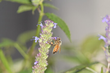 A bee visiting a purple flower.