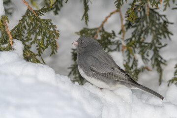 A sparrow bird on the ground with snow and a winter background.