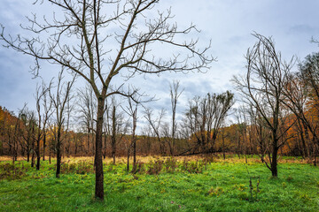Autumn in Hendrie Valley Sanctuary, Royal Botanical Garden, Burlington, Ontario, Canada