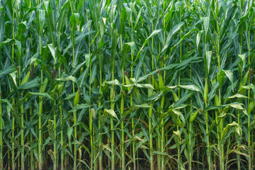 green corn field with corn cob 