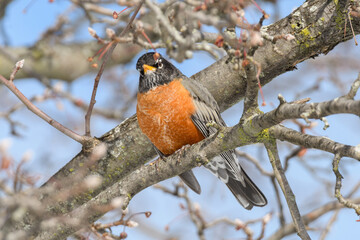 An American robin bird perched on a branch with a winter background.