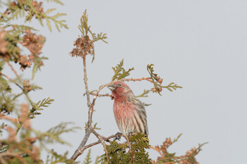 A house finch bird perched on a branch with a winter background.