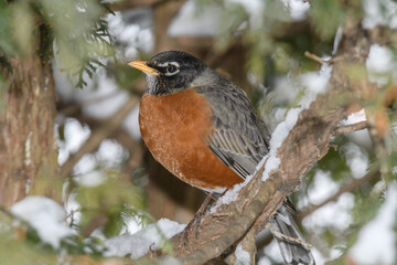 An American robin bird perched on a branch with a winter background.