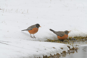 American robin birds on the ground in snow with a winter background.