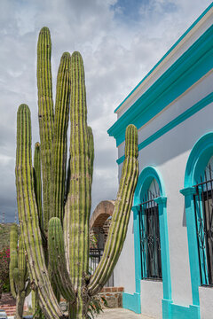 cactus in front of a house on a street in the magical town of Todos Santos, in La Paz, Baja California Sur, under a cloudy summer sky. MEXICO
