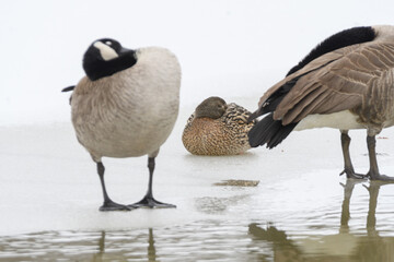 A mallard duck bird on the ground in snow with a frozen winter lake background.