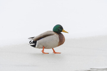 A mallard duck bird walking on a frozen winter lake.