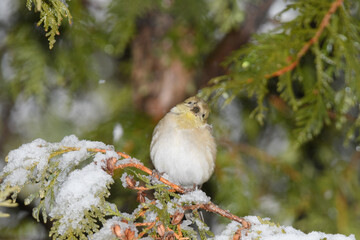 A yellow finch bird perched on a branch with a winter background.