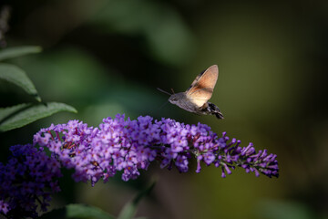 hummingbird hawk-moth feeding on a butterfly bush in the meadow in summer