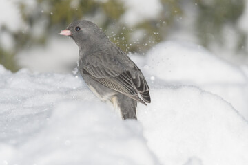 A sparrow bird on the ground with snow and a winter background.