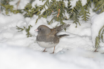 A sparrow bird on the ground with snow and a winter background.