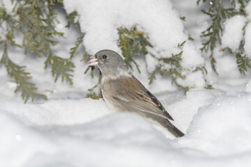 A sparrow bird on the ground with snow and a winter background.