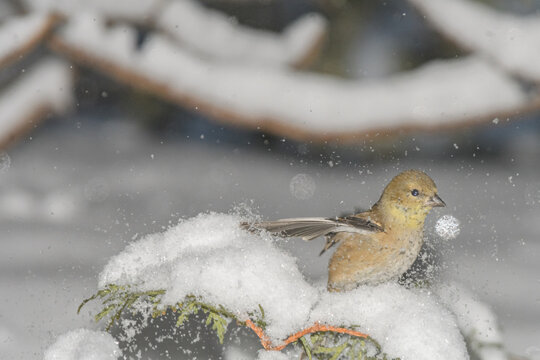 A yellow finch bird perched on a branch with a winter background.