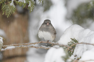 A sparrow bird perched on a branch with a winter background.