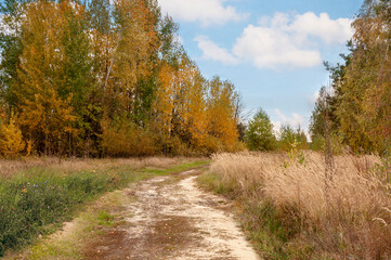 Fototapeta na wymiar Road in a field among tall yellow grass and yellow trees. Autumn mood