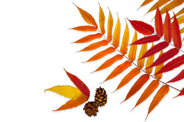 Autumn leaves of sumac on a white background. Autumn lifestyle.